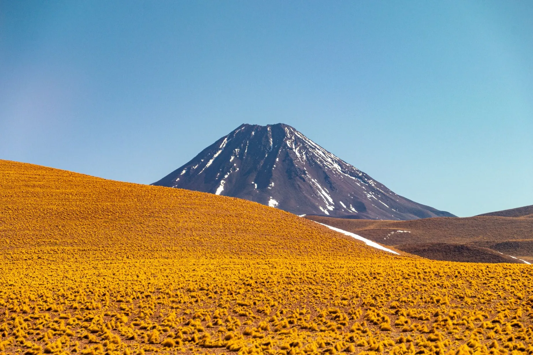 Yellow fields in Atacama desert with Licancabur Volcano in the distance 