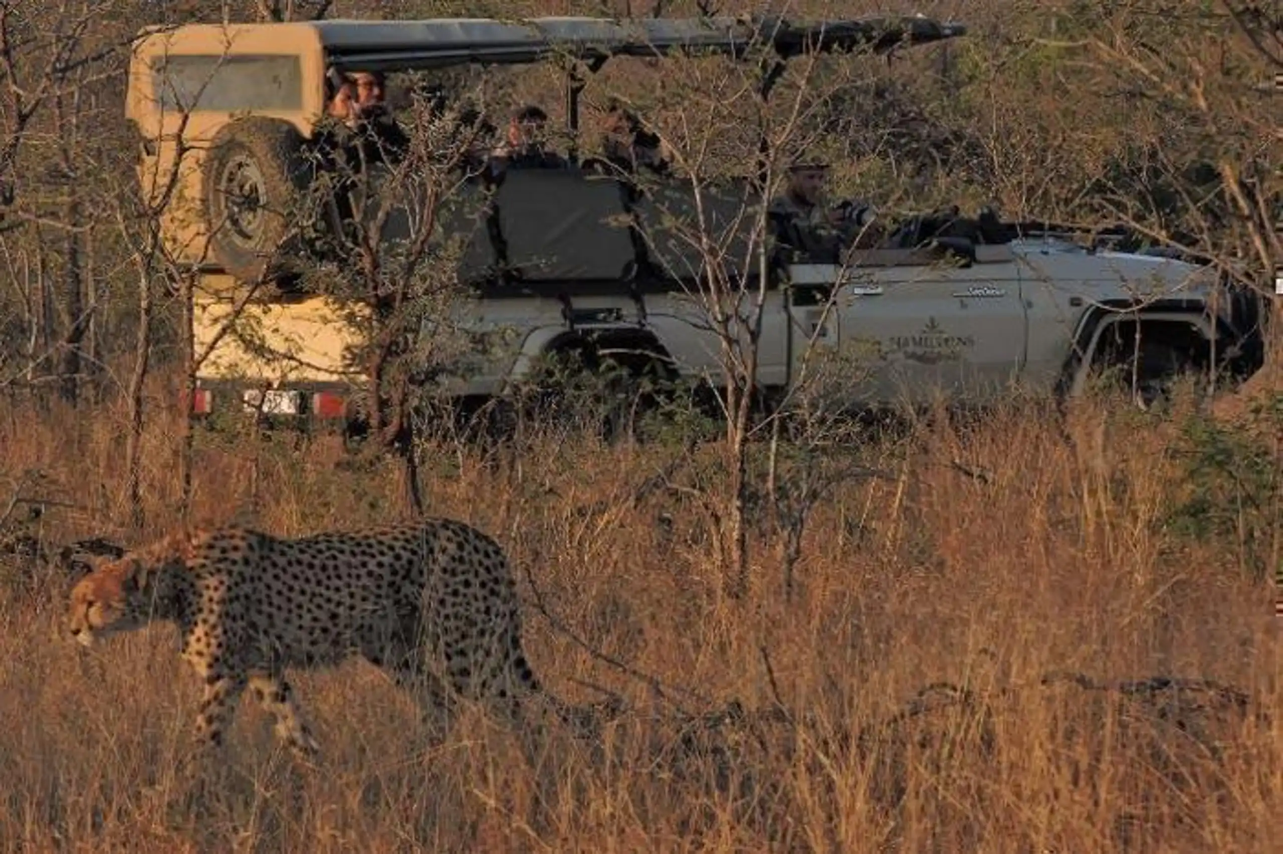  Hamiltons Tented Camp in South Africa / Kruger National Park, image_3