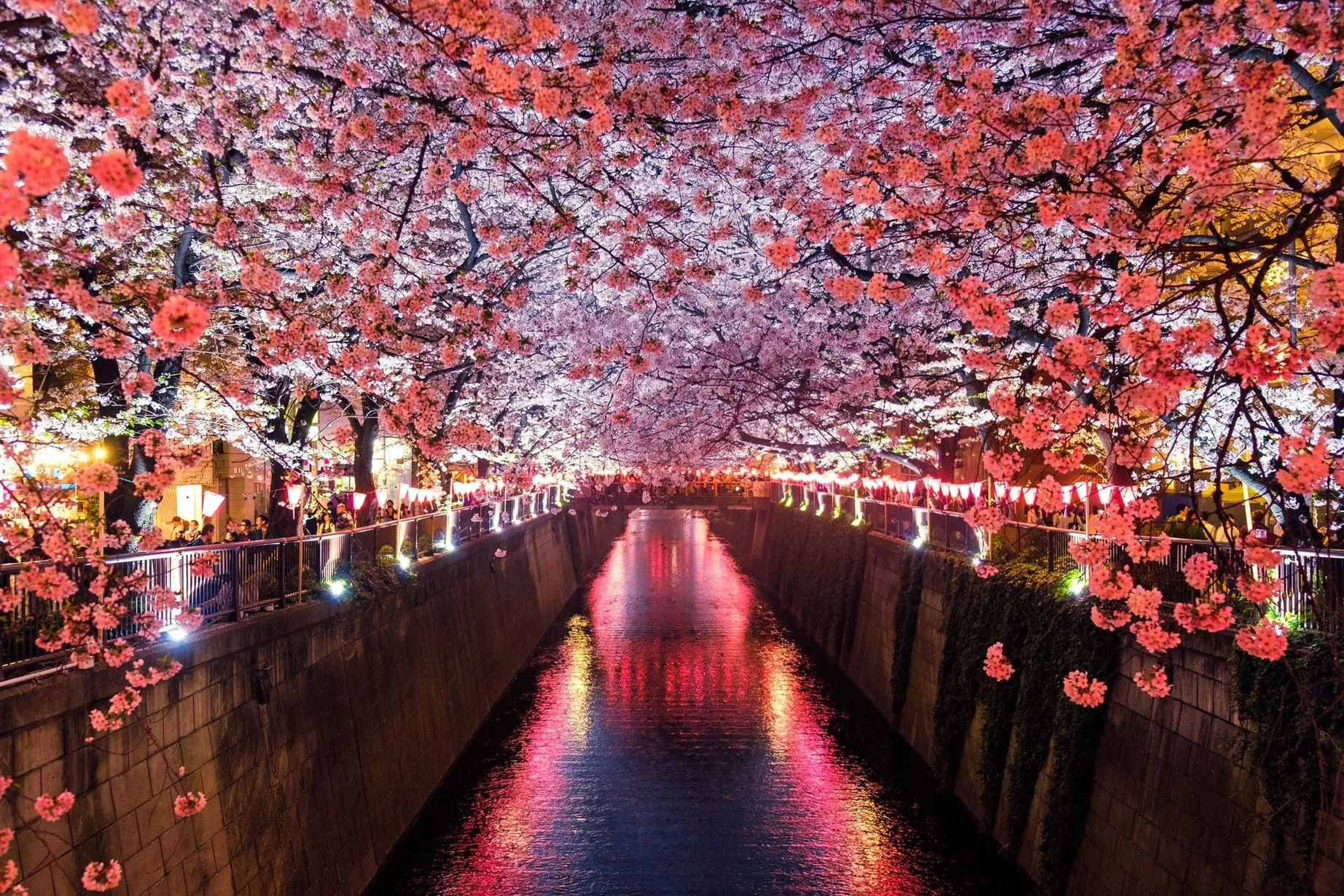 Pink and yellow lights reflected onto a river lined with Cherry Blossoms