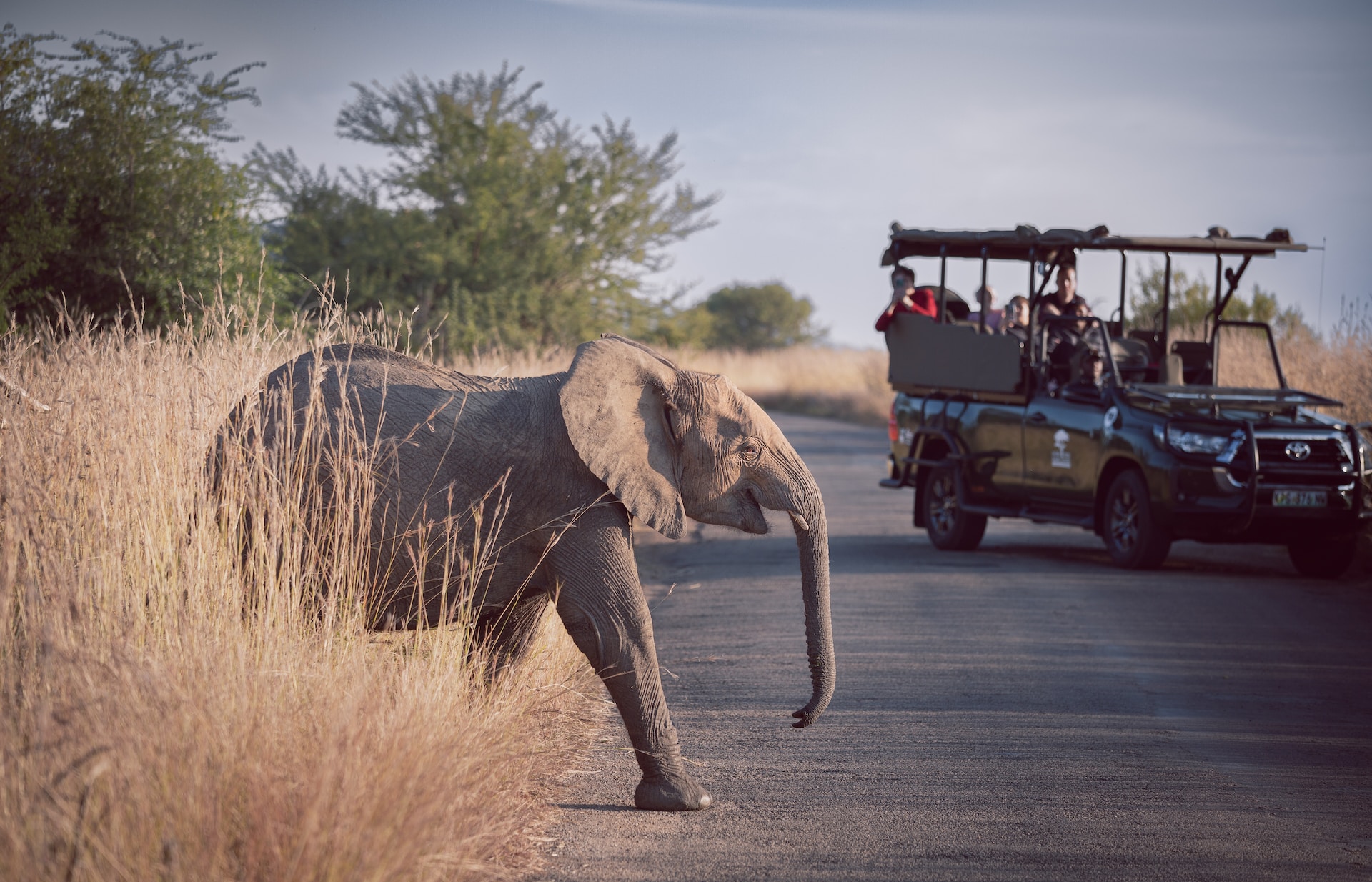 Elephant crossing the road with a safari vehicle in the distance