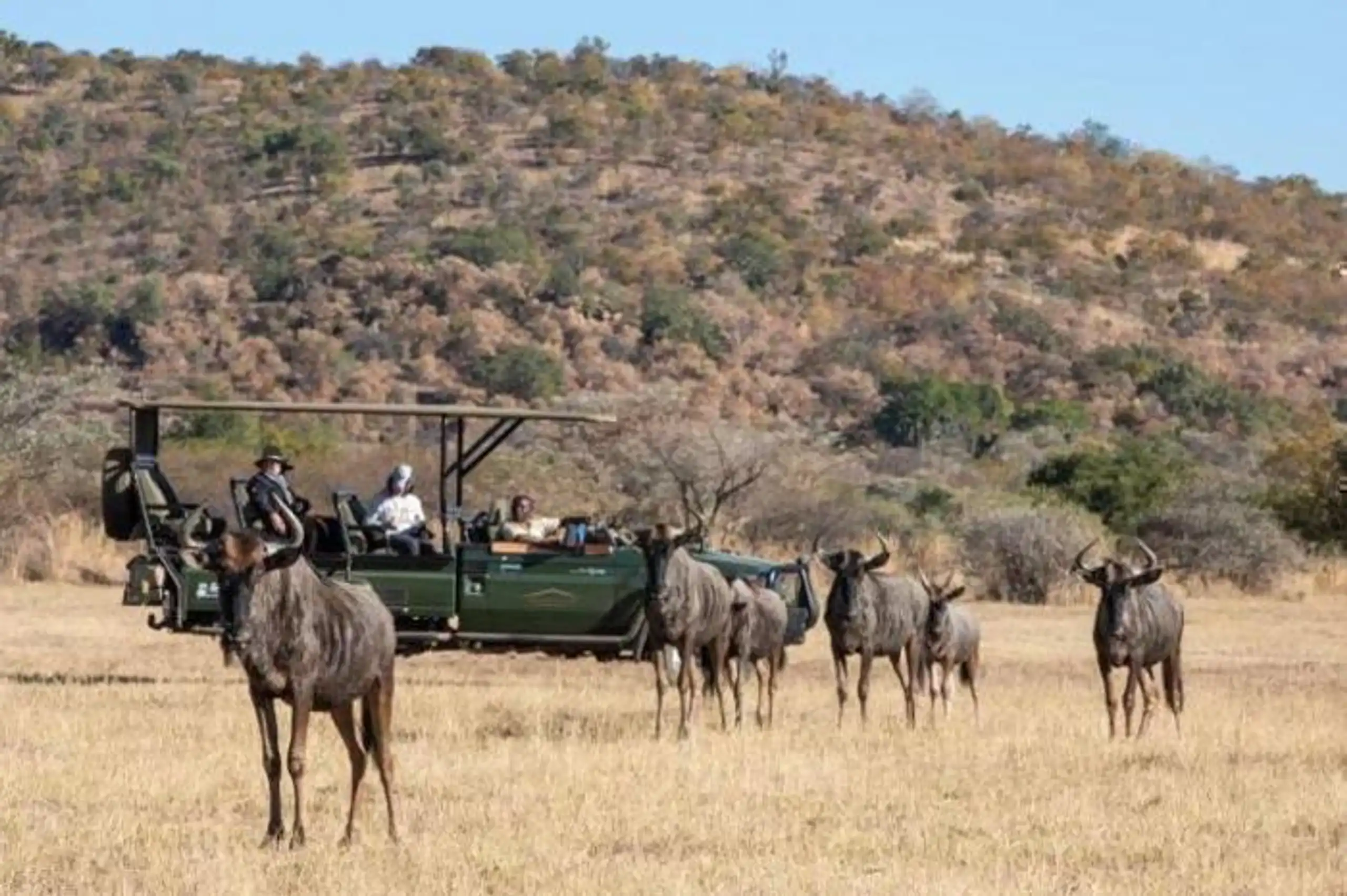 Safari Plains in South Africa / Limpopo, image_1