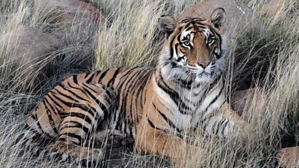 Tiger sitting in grass plain